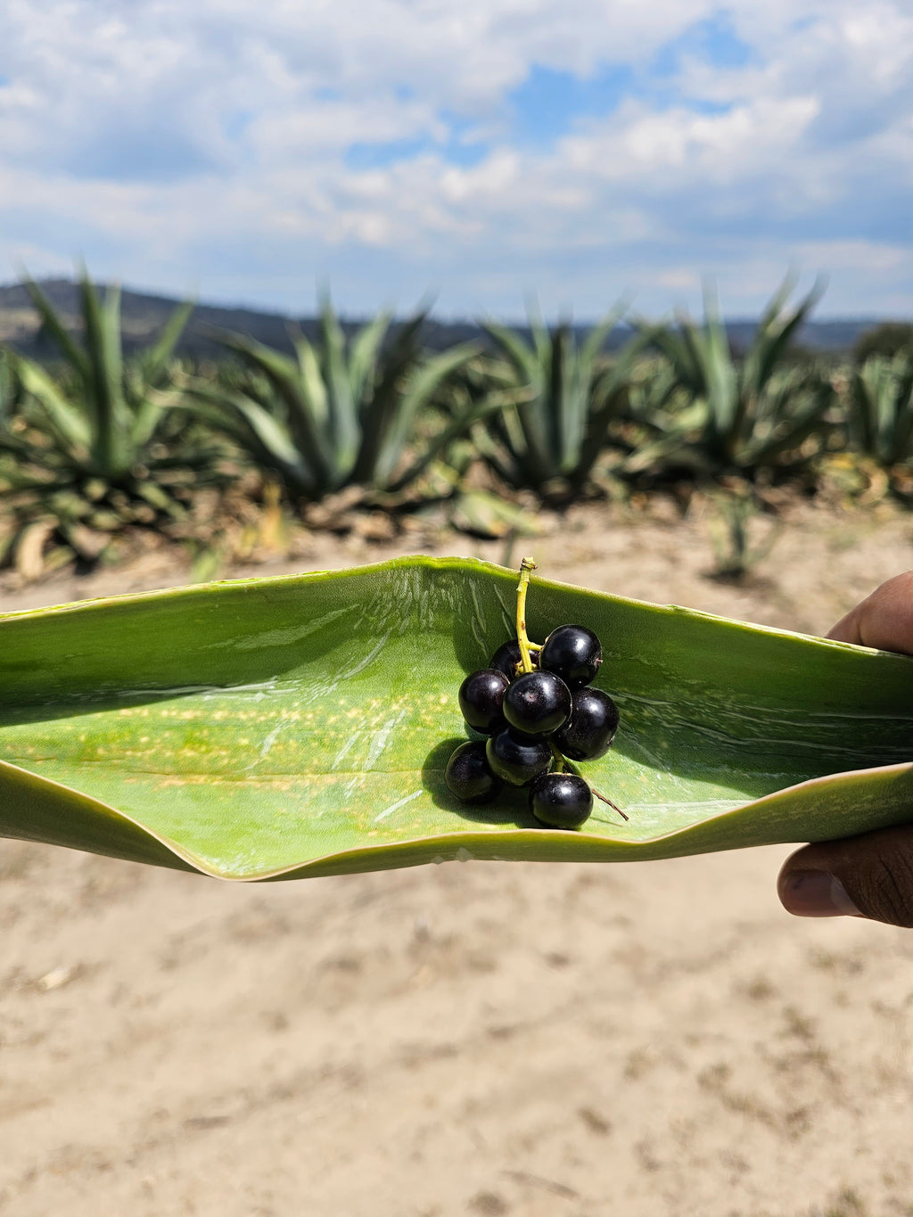 Luciernagas y Pulque