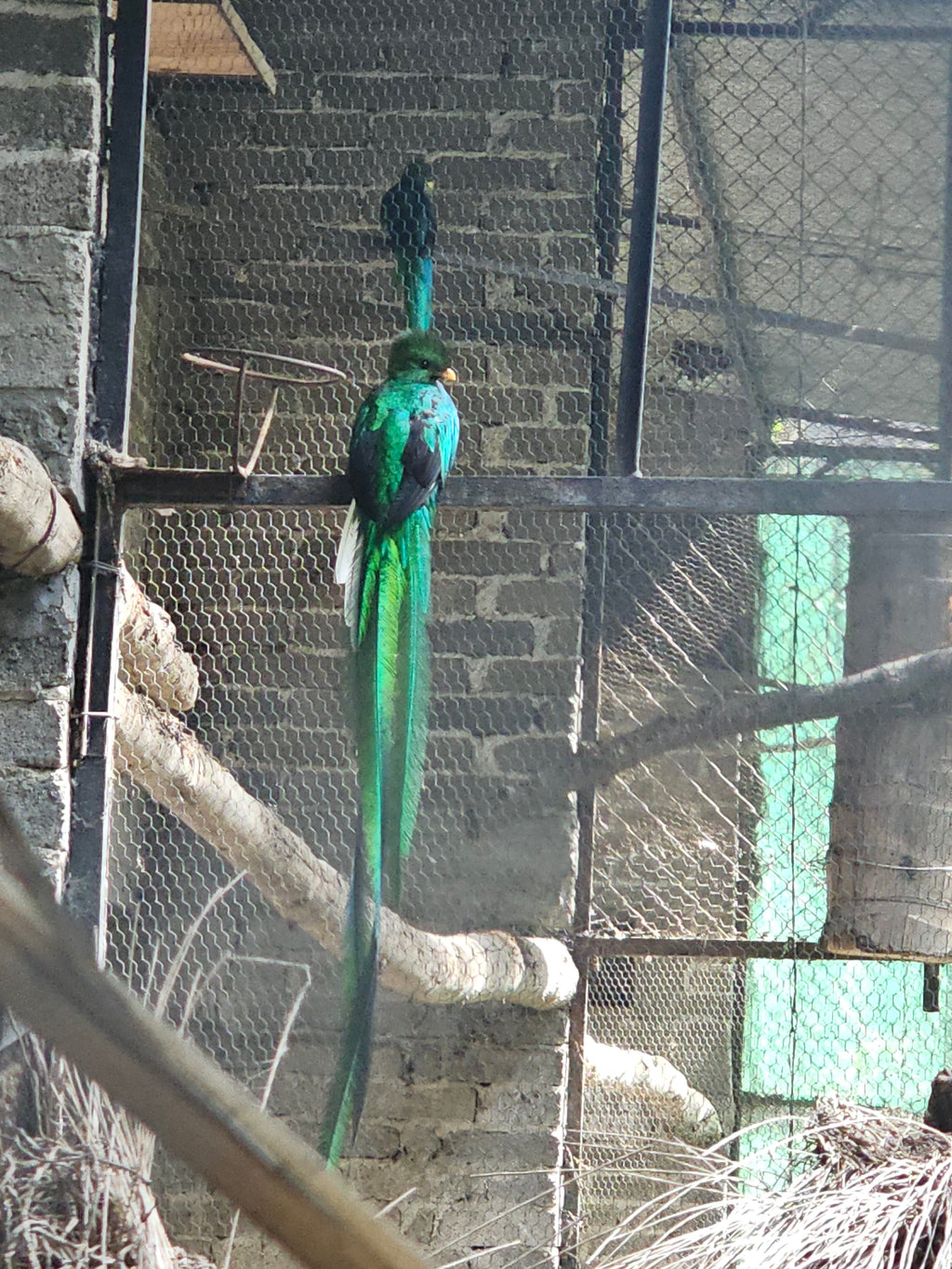 Luciernagas y Pulque