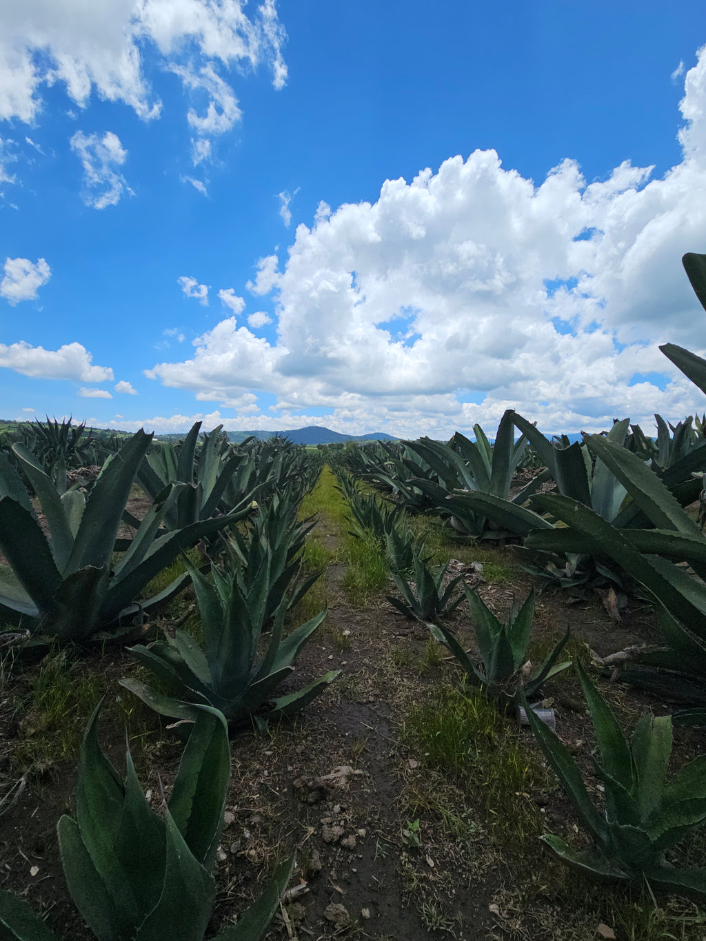 Luciernagas y Pulque