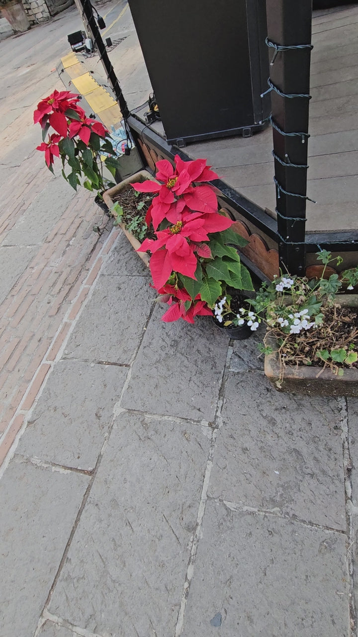 Atlixco, Viveros y Valquirico